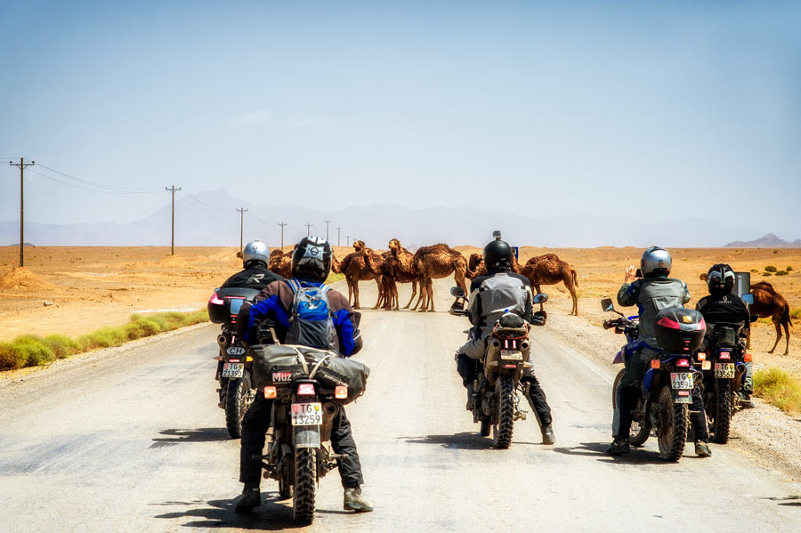 Unterwegs - Iran Kamele auf der Strasse.