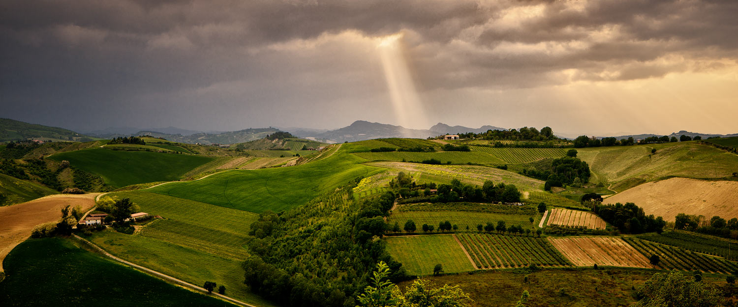 In den Weinbergen von Emilia-Romagna - Italien